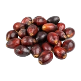 Ekstrak saw palmetto